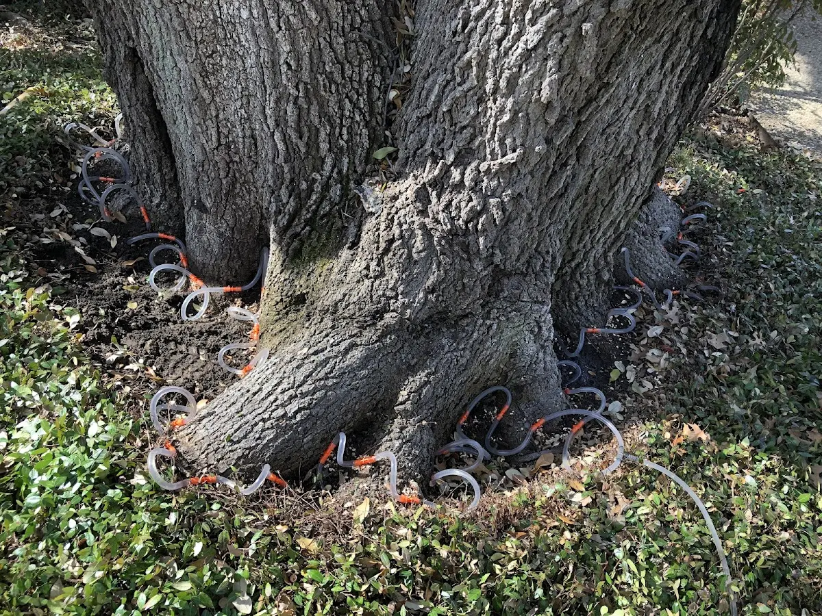 Detailed Tree Cabling and Bracing job site in Wadena